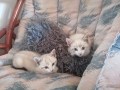 Maya und Mia (2)